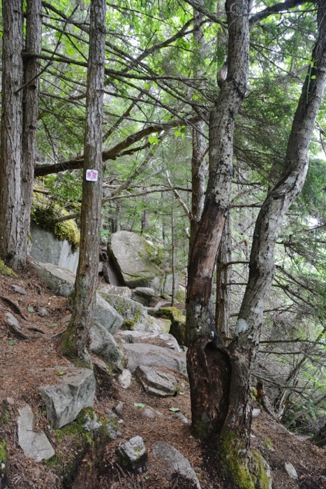 Lower Dewey Lake Trail